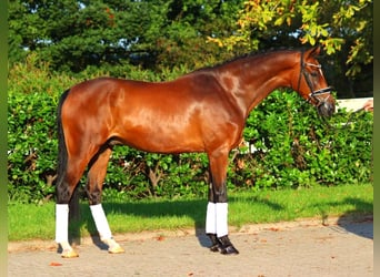 Hanoverian, Gelding, 5 years, 16,1 hh, Brown