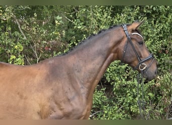Hanoverian, Gelding, 5 years, 16.1 hh, Brown