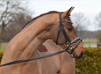 Hanoverian, Gelding, 5 years, 16.1 hh, Brown