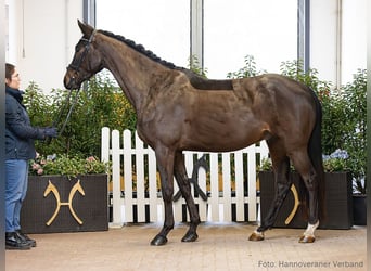 Hanoverian, Gelding, 5 years, 16.1 hh, Brown