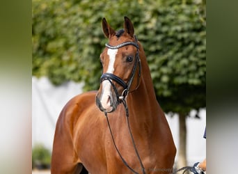 Hanoverian, Gelding, 5 years, 16.1 hh, Brown