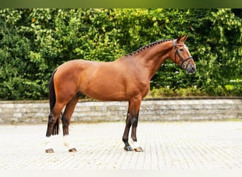 Hanoverian, Gelding, 5 years, 16.1 hh, Brown