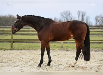 Hanoverian, Gelding, 5 years, 16,1 hh, Brown