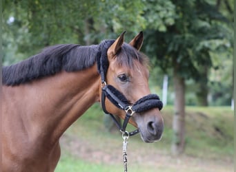 Hanoverian, Gelding, 5 years, 16,1 hh, Brown