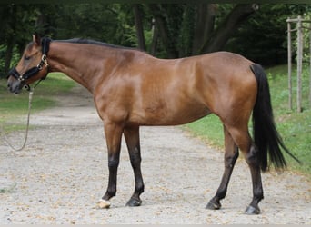 Hanoverian, Gelding, 5 years, 16,1 hh, Brown