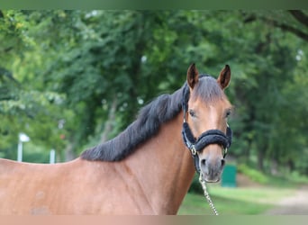 Hanoverian, Gelding, 5 years, 16,1 hh, Brown