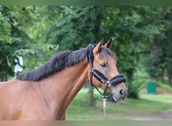 Hanoverian, Gelding, 5 years, 16,1 hh, Brown