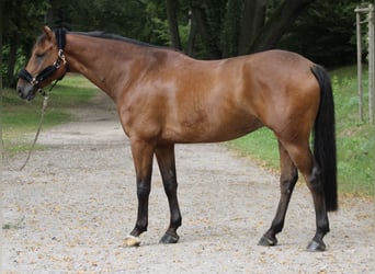 Hanoverian, Gelding, 5 years, 16,1 hh, Brown