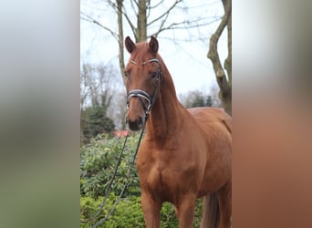 Hanoverian, Gelding, 5 years, 16.1 hh, Chestnut