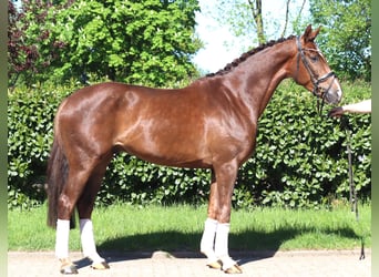 Hanoverian, Gelding, 5 years, 16.1 hh, Chestnut