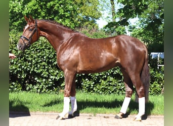 Hanoverian, Gelding, 5 years, 16.1 hh, Chestnut