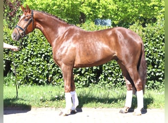 Hanoverian, Gelding, 5 years, 16.1 hh, Chestnut