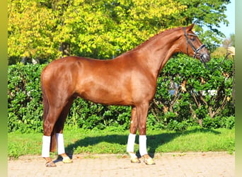 Hanoverian, Gelding, 5 years, 16,1 hh, Chestnut