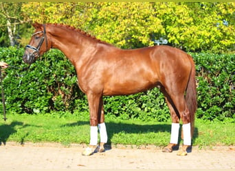 Hanoverian, Gelding, 5 years, 16,1 hh, Chestnut