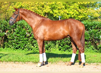 Hanoverian, Gelding, 5 years, 16,1 hh, Chestnut