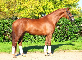 Hanoverian, Gelding, 5 years, 16,1 hh, Chestnut