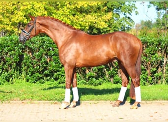 Hanoverian, Gelding, 5 years, 16,1 hh, Chestnut