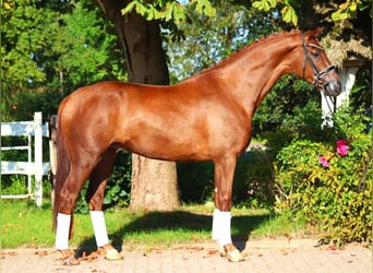 Hanoverian, Gelding, 5 years, 16,1 hh, Chestnut