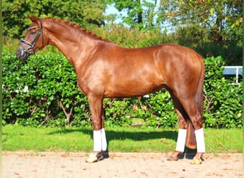 Hanoverian, Gelding, 5 years, 16,1 hh, Chestnut