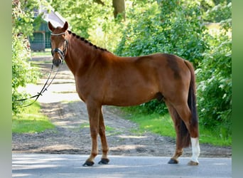 Hanoverian, Gelding, 5 years, 16.1 hh, Chestnut