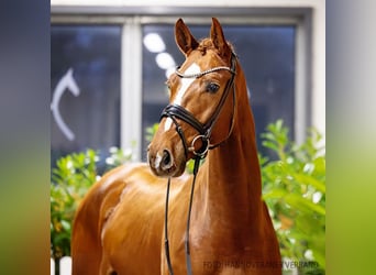 Hanoverian, Gelding, 5 years, 16,1 hh, Chestnut