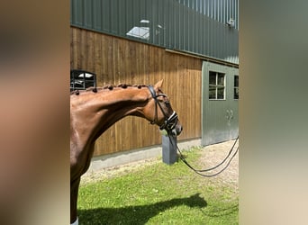 Hanoverian, Gelding, 5 years, 16.1 hh, Chestnut-Red