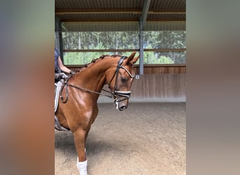 Hanoverian, Gelding, 5 years, 16.1 hh, Chestnut-Red