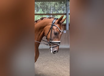 Hanoverian, Gelding, 5 years, 16.1 hh, Chestnut-Red