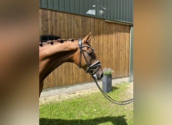 Hanoverian, Gelding, 5 years, 16.1 hh, Chestnut-Red