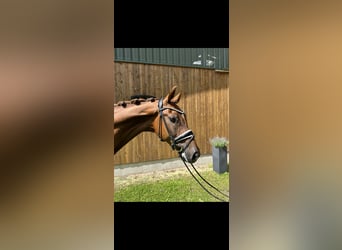 Hanoverian, Gelding, 5 years, 16.1 hh, Chestnut-Red