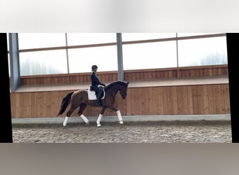 Hanoverian, Gelding, 5 years, 16,1 hh, Chestnut-Red