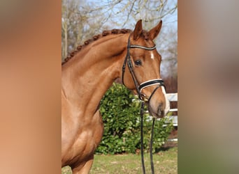 Hanoverian, Gelding, 5 years, 16.1 hh, Chestnut-Red