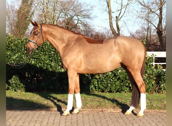 Hanoverian, Gelding, 5 years, 16.1 hh, Chestnut-Red