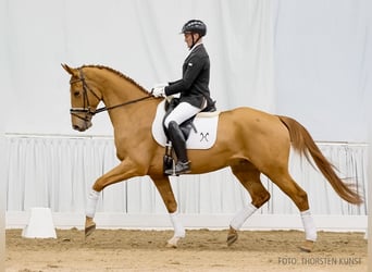 Hanoverian, Gelding, 5 years, 16,1 hh, Chestnut-Red