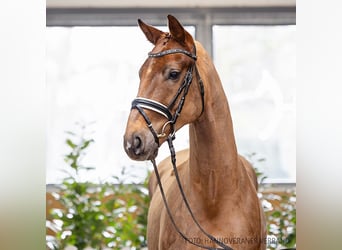 Hanoverian, Gelding, 5 years, 16,1 hh, Chestnut-Red