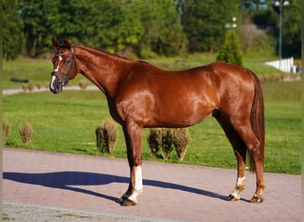 Hanoverian, Gelding, 5 years, 16,1 hh, Chestnut-Red