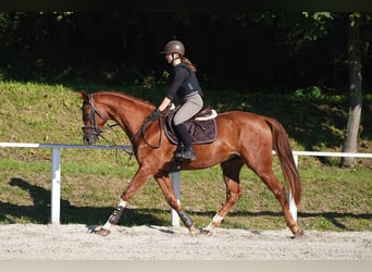 Hanoverian, Gelding, 5 years, 16,1 hh, Chestnut-Red