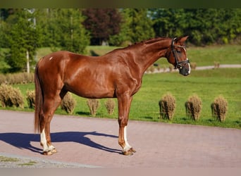 Hanoverian, Gelding, 5 years, 16,1 hh, Chestnut-Red