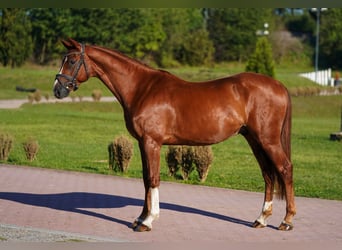 Hanoverian, Gelding, 5 years, 16,1 hh, Chestnut-Red