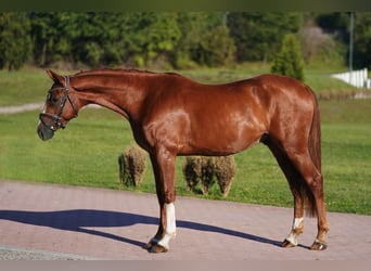 Hanoverian, Gelding, 5 years, 16,1 hh, Chestnut-Red