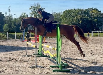 Hanoverian, Gelding, 5 years, 16,1 hh, Chestnut-Red