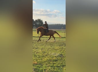 Hanoverian, Gelding, 5 years, 16.1 hh, Chestnut-Red