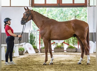 Hanoverian, Gelding, 5 years, 16.1 hh, Chestnut-Red