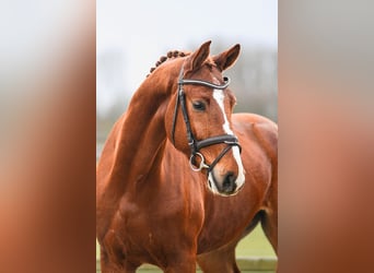 Hanoverian, Gelding, 5 years, 16,1 hh, Chestnut-Red