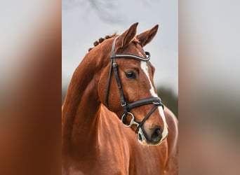 Hanoverian, Gelding, 5 years, 16,1 hh, Chestnut-Red