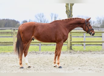 Hanoverian, Gelding, 5 years, 16,1 hh, Chestnut-Red