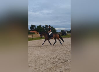 Hanoverian, Gelding, 5 years, 16,1 hh