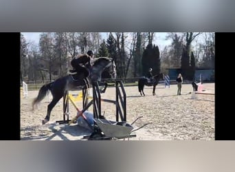 Hanoverian, Gelding, 5 years, 16.1 hh, Grey-Dapple