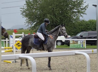 Hanoverian, Gelding, 5 years, 16.1 hh, Grey-Dapple