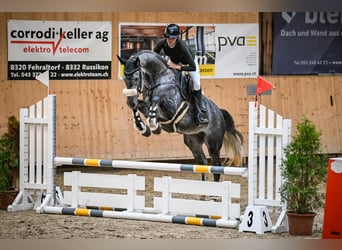 Hanoverian, Gelding, 5 years, 16.1 hh, Grey-Dapple